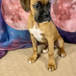 Boxer Puppies from Red Rock Boxers