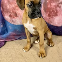 Boxer Puppies from Red Rock Boxers