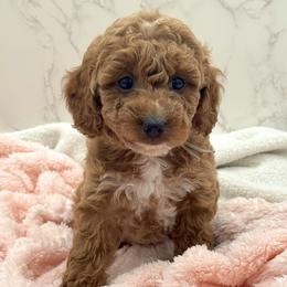 Daisy - Red  female Goldendoodle puppy in Kansas City, Kansas from Bella & Ivy’s Mini Goldendoodles of KC