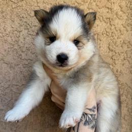 Marshall - Silver and white male Pomsky puppy in La Verne, California from Red Cedar Pomskies