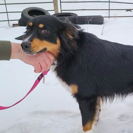 Licorice - Australian Shepherd