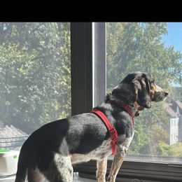 Beagle All Grown Up from Rustic Farm Sporting Beagles