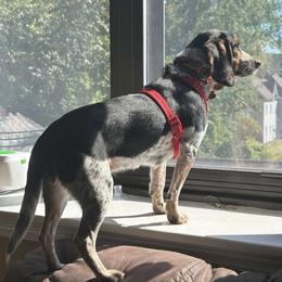 Beagle All Grown Up from Rustic Farm Sporting Beagles