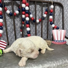 Boy 3 - Buff and white male Cockapoo puppy in Golden, Mississippi from Two Creeks Farm Poodles & Doodles
