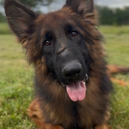Prinny - Sable female German Shepherd puppy in Garland, Maine from Vom Schön Traumhund