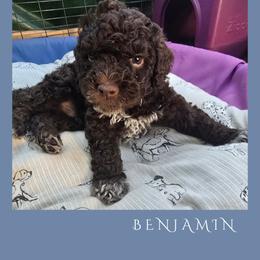 Boy 2 - Brown male Lagotto Romagnolo puppy in Salida, California from Harper's Lagotti