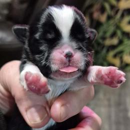 Black and white girl - Black and white female Shih Tzu puppy in Newark, Ohio from Gemini Kennels
