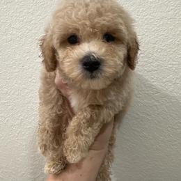 Olaf - White male Maltipoo puppy in Apple Valley, California from Boujeepups