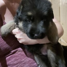 German Shepherd Puppies from McGarry German Shepherds