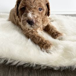 Labradoodle Puppies from Uintah Basin Doodles