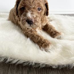 Labradoodle Puppies from Uintah Basin Doodles