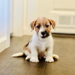Samson - White and tan male Russell Terrier puppy in Lufkin, Texas from Dixie-Rose JRT