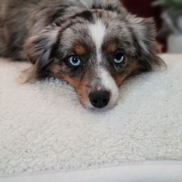 Trixie - Toy Australian Shepherd