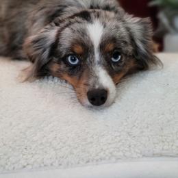 Trixie - Toy Australian Shepherd