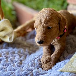 Aurora - Pink - Poodle puppy in Sacramento, California from Creme de la Creme Standard Poodles