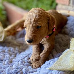 Aurora - Pink - Poodle puppy in Sacramento, California from Creme de la Creme Standard Poodles