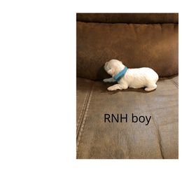Miniature Schnauzer Puppies from RNH Schnauzers