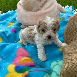 Cooper - Blenheim male Cavalier King Charles Spaniel puppy in Atoka, Oklahoma from Rohus Puppies