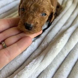 AKC NATHAN (black collar) - Red  male Poodle puppy in Dallas, Georgia from West Cobb Dogs