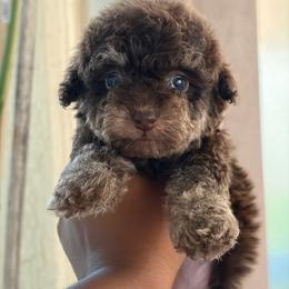 Acorn - Phantom male Poodle puppy in Kissimmee, Florida from Unique Poodles
