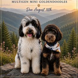 Goldendoodle puppies from Kim's Cove