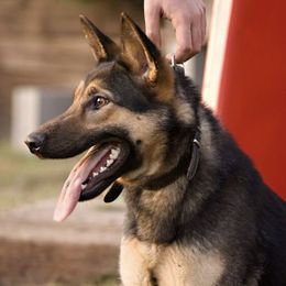 German Shepherds from Feuer aus der Haus