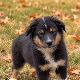 Olympia - Black tri female Miniature Australian Shepherd puppy in Macomb, Missouri from Show Me MO Aussies