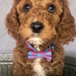 Cavapoo Puppies from Cedar Sprout Puppies