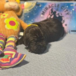 Miracle City Yellow - Black female Cane Corso puppy in Conroe, Texas from Miracle City