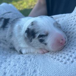White collar - White and blue merle female Border Collie puppy in Graceville, Florida from Fire N Arrows Border Collies