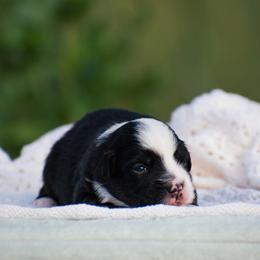Nemo - Black tri male Miniature American Shepherd puppy in Chocowinity, North Carolina from Foxtail Hollow