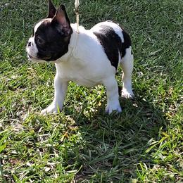 Sparkles - Brindle and white male French Bulldog puppy in Lake Helen, Florida from Bouquet Bulldogs