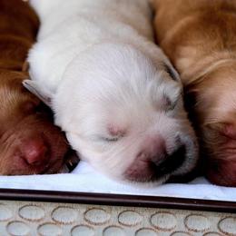 Golden Retriever Puppies from Golden Bunns Retrievers