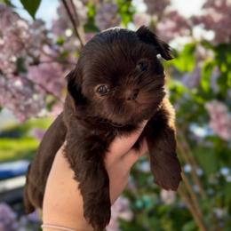 Chocolate - Chocolate female Shih Tzu puppy in Oakville, Washington from Pine Pawz
