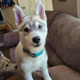 Flareon - Gray and white female Siberian Husky puppy in Le Sueur, Minnesota from Tevana Siberians LLC