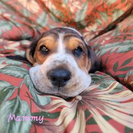 Mammy, light pink collar - Black white and brown Basset Hound puppy in Greenleaf, Idaho from Happy Acre Bassets