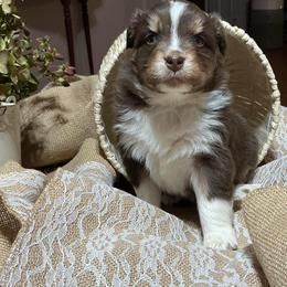 Dasher(has tail) - Red tri-color male Australian Shepherd puppy in Butler, Georgia from Aussies at Howling Hill Farm