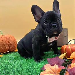 Bhad Bhabie - Brindle female French Bulldog puppy in Wisconsin from Shameless Bulldogs LLC
