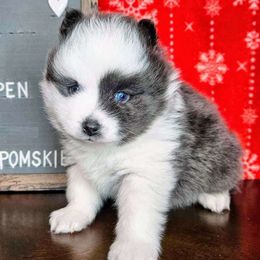 Aspen - Pomsky puppy in Wheeling, Illinois from Bear Cave Pomskies