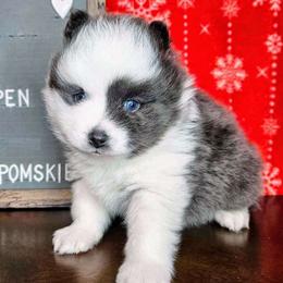 Aspen - Pomsky puppy in Wheeling, Illinois from Bear Cave Pomskies
