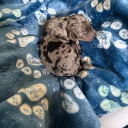 Hazelnut - Blue merle female Bernedoodle puppy in Kensington, Ohio from Hickory Hideaway Doodles