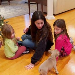 Nova - Blue fawn female French Bulldog puppy in Pine Township, Pennsylvania from BlueCairo Frenchies