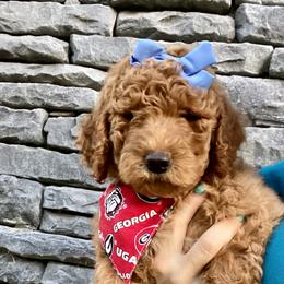 Bernedoodle and Goldendoodle Puppies from Mountain Doodles