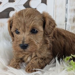Male 3 - Red male Havapoo puppy in Burlington, Iowa from River View Puppies