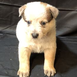 L61-02 - Red speckled female Australian Cattle Dog puppy in Sheridan, Oregon from 6pk Cattledogs
