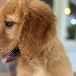 YELLOW - Dark golden Golden Retriever puppy in Woodland Hills, California from Rowan Red Retrievers