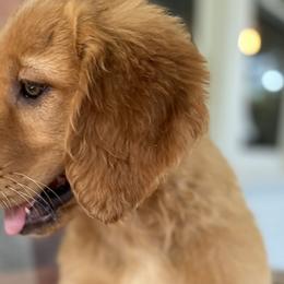 YELLOW - Dark golden Golden Retriever puppy in Woodland Hills, California from Rowan Red Retrievers