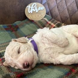 Poodle puppies from Poodles of New England