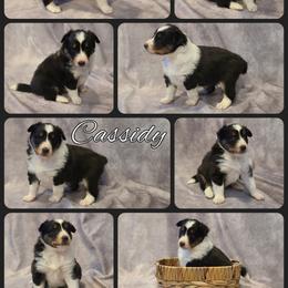 Shetland Sheepdog Puppies from Henotic Homestead