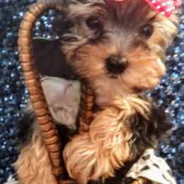 Yorkshire Terriers from Collier Ranch